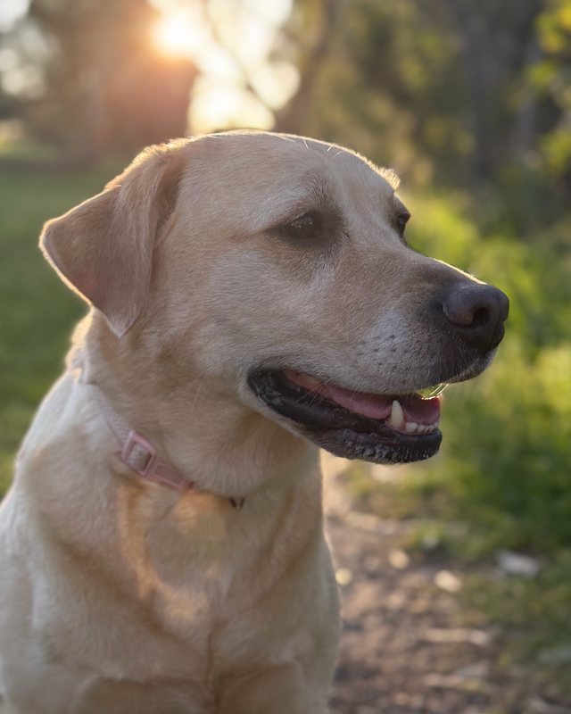 Lilo, Nick’s golden labrador, in the late afternoon sun
